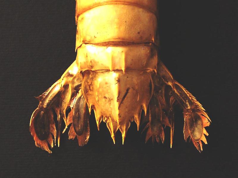 Faughnia serenei T.F.C. female AS5-6 and telson.jpg